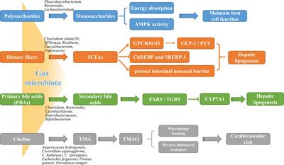 Gut dysbiosis in nonalcoholic fatty liver disease: pathogenesis, diagnosis, and therapeutic implications